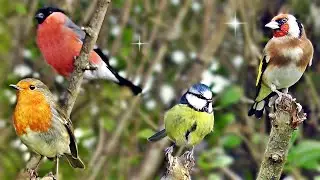 Cat TV - Birds in The Bush Videos For Cats to Watch