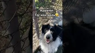 Самая умная собака ЧОЛЛИ #гуси#утки#куры#собаки#первомайск#хитрукелена#украина