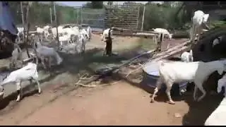 பரன் மேல் ஆடு வளர்ப்பு | Aadu valarpu eppadi - Paran mel aadu valarthal - Goat Forming
