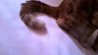 Буктрейлер| 