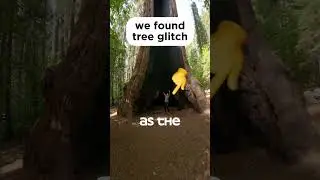 this tree hacked reality 🤯🌳 -GIANT SEQUOIA! #nature  #travel
