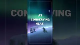 Polar bear VS Infrared Camera / Nature In Heat Vision / Animal behavior / Polar bear habitat / facts