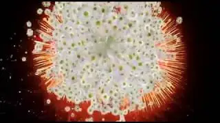 как вырастить сциндапсус