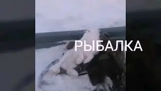Погрузка леса в хлыстах тигеркат Т-250В