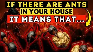 Discover the Spiritual Meaning of ANTS in Your Home  It's Amazing! 🐜🏠