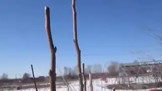 Обрезка молодой груши