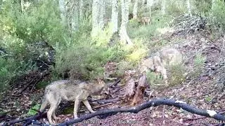 Video 6. Reposando el almuerzo.
