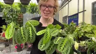 A tour of Hamstra Gardens & using tropical/houseplants in your shade planters!