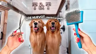 Cómo cuido a mis 2 Golden Retrievers 🐾✨ ASMR relajante para amantes de los perros 🐶💛