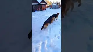 Урал. Овчарки рады снегу.
