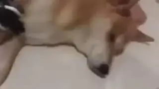Ah perro traes el omnitrix origen del meme