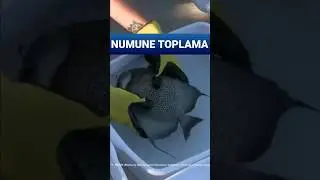 Doğrudan Gözlem ve Numune Toplama: Dalgıçların Gözünden Derin Deniz