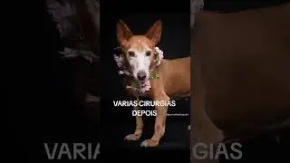 #dogphotography #cachorrodesaparecido #cachorro #podpets #pets #dog #cachorros #luto #petlover