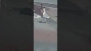 альбатрос "ганнибал"