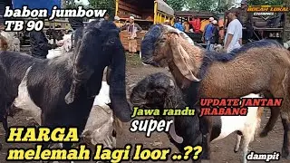 TERUPDATE HARI INI‼️HARGA KAMBING JANTAN  DAN BABON JUMBOAN  DI PASAR DAMPIT  DI TGL 13 NOV 2024