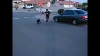 Malachy and Boogie play Basketball