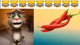 Gato🥰gatos🥰gatinho😹gata😹gatinhos