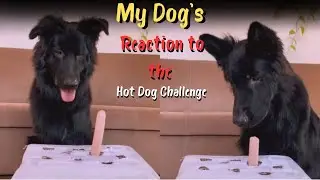My Dog's Reaction to the Hot DogChallenge