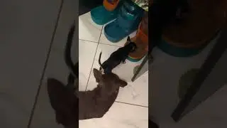Малышка почти освоилась.