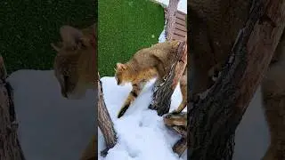 Кошачий побег: камышовый кот Босс и чаузи Малой 🙀