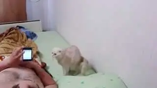 Кот патриот Оригинал