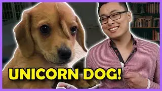 The Unicorn Puppy, Narwhal! Puppy with extra tail!