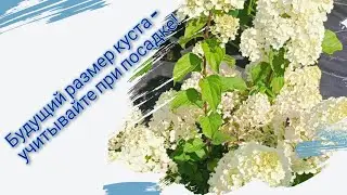 Будущий размер куста - учитывайте при посадке!