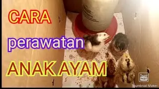 Cara perawatan anak ayam baru menetas || doc