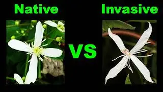 Confusing Clematis! Native vs Invasive -  Know the Difference!