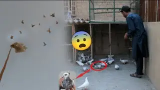 Awara Dobaz Baby Pigeon Pkar Lia😨 || Sham Ko Sub Kabootar Urray Program War Gea😄. #itspigeonlover