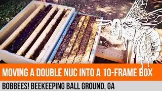 My Flow Hive: Week 27 - New Equipment & Nucleus Colony Transfer