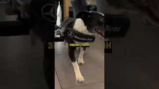 Мерседес сделали колёса для собаки без лап #новости