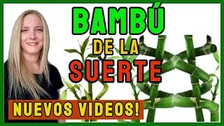 BAMBU DE LA SUERTE / LUCKY BAMBOO /Nuevos videos!🎋@VeronicaCampaniniPlantas