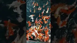 do you like fish ? #shorts #zoo #trending