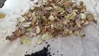 Компост из листьев! Удобрение бесплатно!