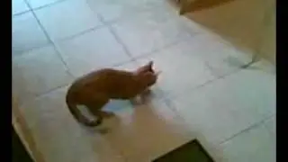 Кот бегающий по стене