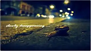 Beethoven   Melody of Tears