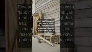 Researchers believe the word “tabby” comes from Attabiyah, a neighborhood in Baghdad,...