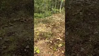 Обилие грибов, Ямал, 2024.  