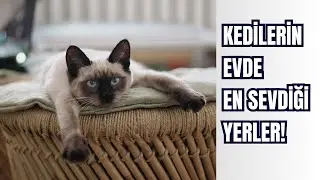 🐾 Kedilerin Evde En Sevdiği Yerler! | Bakalım Sizin Kedinize de Uyuyor mu?