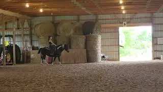 ICHO Curly Horses. Sofia Rhoads on Bearpaw's Bonita. Class 151.