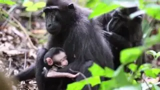 Tangkoko Wildlife