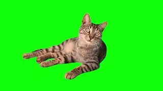 green screen cat