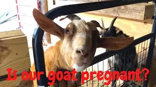 Is our goat pregnant?