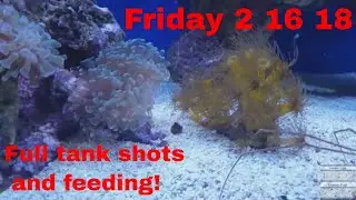 125g reef tank update - 2 16 18