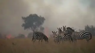 Fire in masai mara august 2023 4k - شاهد حرائق في غابات ما ساي مارا