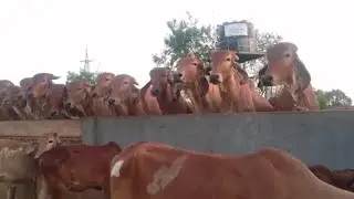 Cow Eating Grass, Cow Videos For Kids