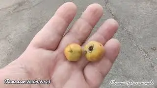 Утренняя прогулка оздоровительного назначения.