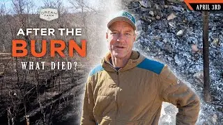 How Effective was the Timber Burn?  What Plants Died? | Dream Farm w/ Bill Winke
