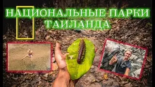 Национальные парки Таиланда. (4K Ultra)
